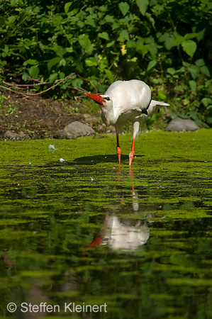 Weißstorch, Ciconia ciconia 043